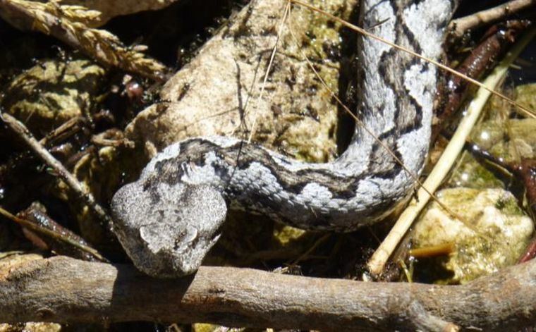 Sucesos.- El hombre que fue mordido por una víbora cuando paseaba por el campo en Paterna del Madera se encuentra estable