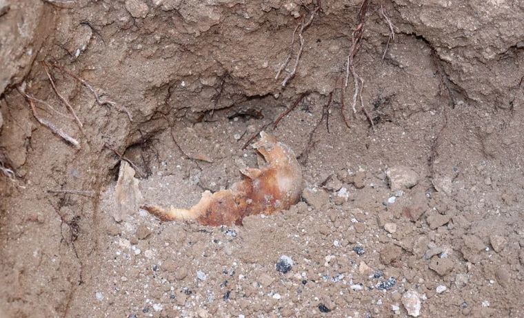 Hallados unos restos óseos en las obras que Aguas de Albacete está desarrollando en las inmediaciones de la Plaza del Altozano, a la altura del Tribunal Superior de Justicia