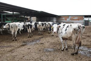 Productores de Castilla-La Mancha piden servicios mínimos y soluciones 'ya' ante la huelga de transporte: 