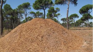El Gobierno regional apuesta por las calderas de biomasa forestal