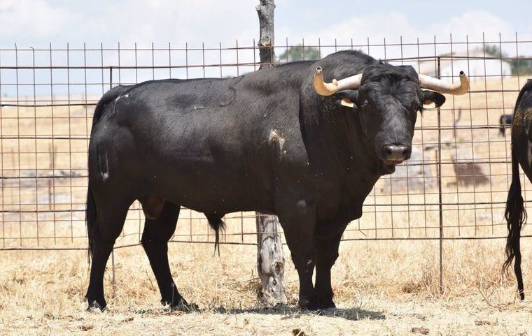 Sucesos.- Herido un hombre de 70 años en Landete (Cuenca) tras ser embestido por un toro en la plaza del municipio