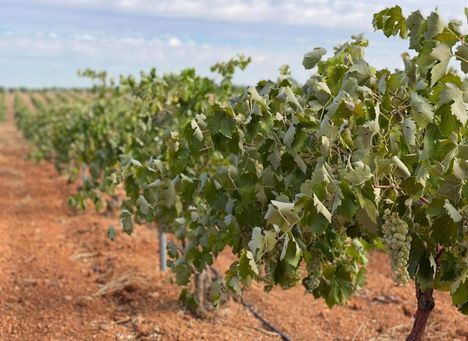 Castilla-La Mancha prevé una vendimia de las más cortas en los últimos 20 años y estima en torno a los veinte millones de hectolitros