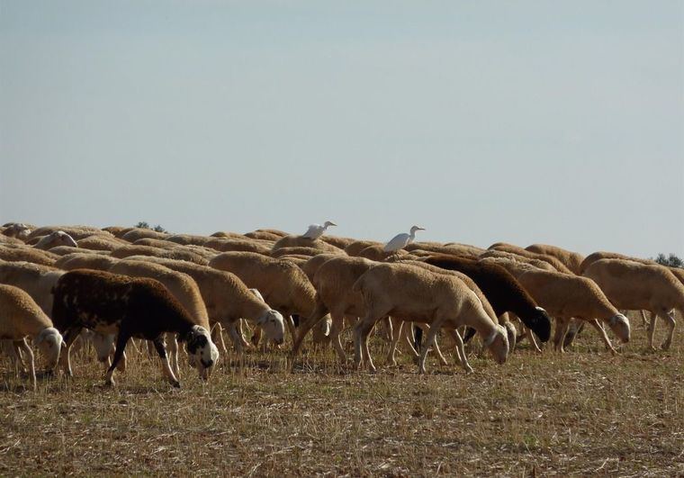 Asaja urge a abonar pagos pendientes de la PAC 2022 a ganaderos, afectados por los daños colaterales de la viruela ovina