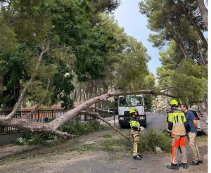 El Ayuntamiento cierra los parques ante las fuertes rachas de viento que se están produciendo en Albacete 