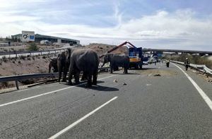 Cortada la A-30 en Pozo Cañada tras la salida de vía de un camión que transportaba elefantes