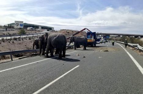 Cortada la A-30 en Pozo Cañada tras la salida de vía de un camión que transportaba elefantes