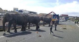 ULTIMA HORA. Circos Reunidos no descarta el sabotaje como causa del accidente en el que ha fallecido un elefante