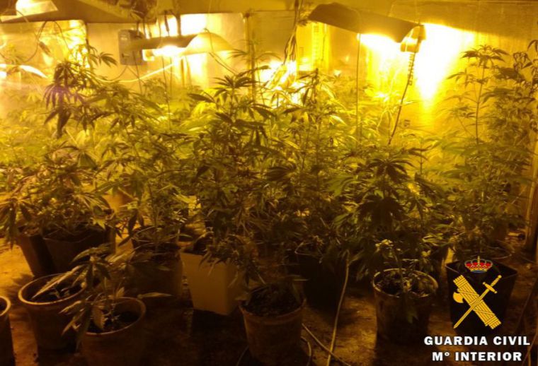 La Guardia Civil de Albacete detiene a cuatro personas e interviene 35 kilos de marihuana