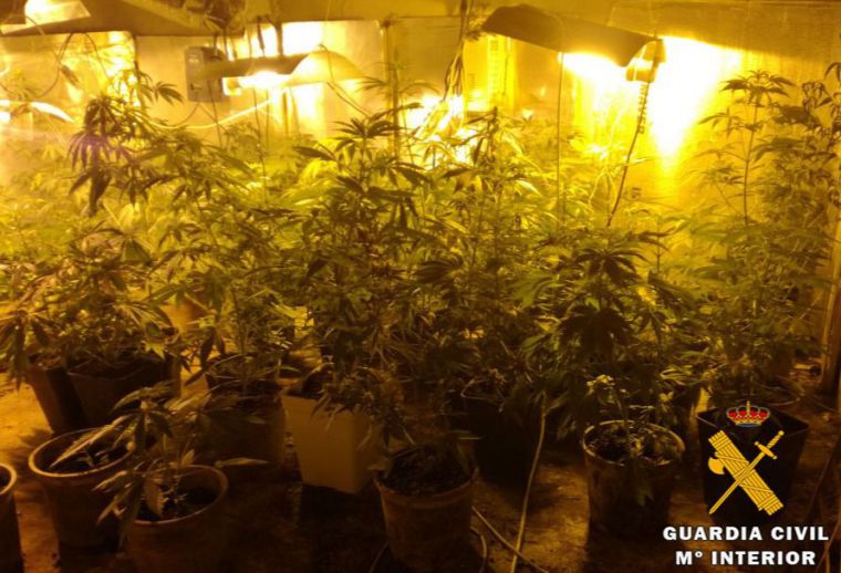 La Guardia Civil de Albacete detiene a cuatro personas e interviene 35 kilos de marihuana