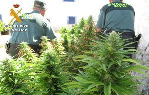 La Guardia Civil detiene a un joven de 27 años y se incauta de 35 plantas de marihuana en Chinchilla (Albacete)