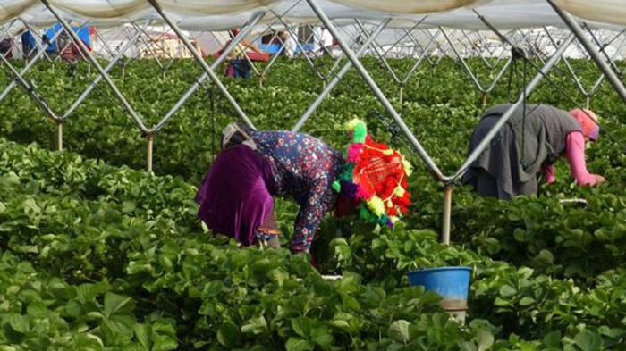 Las temporeras explotadas en Huelva empezarán a trabajar en Albacete en breve