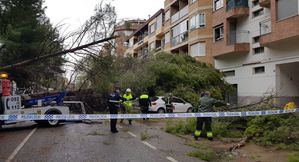 El viento produce la caída de varios árboles durante la noche en el parque Abelardo Sánchez y Fiesta del Árbol en Albacete