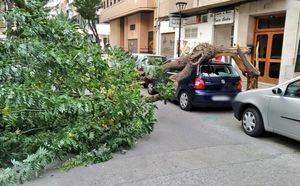 Un árbol cae sobre un vehículo estacionado en la calle Collado Piña de Albacete a causa del fuerte viento