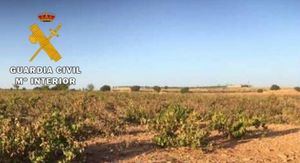 La Guardia Civil recupera 24.000 kilos de uva sustraída en una explotación vitivinícola de Mahora