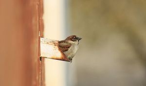 El Aula de la Naturaleza invita a los ciudadanos a participar en el proyecto “Aves desde mi ventana” ideado para estos días de confinamiento