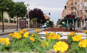 La Concejalía de Sostenibilidad del Ayuntamiento de Albacete realiza trabajos de ornamentación en la mediana de la Carretera de Jaén