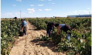 Alcaldes y portavoces del PP de Albacete muestran su preocupación por la llegada de temporeros y exigen a Subdelegación extremar las medidas de prevención