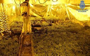 La Policía Nacional de Hellín detiene a los siete integrantes de una organización criminal internacional dedicada al tráfico de "Cannabis"
