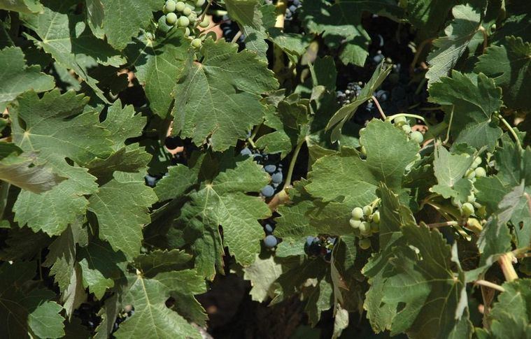 Foto:Olivos de aceite en el campo.