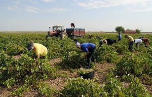 Los empresarios del campo de Castilla-La Mancha deberán listar a los temporeros contratados y recabar datos de sus convivientes