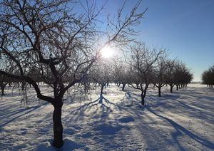 El ITAP de Albacete espera "gran disparidad" en la evolución de los cultivos de la provincia tras las nevadas y heladas