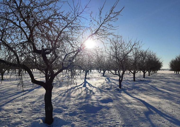 El ITAP de Albacete espera 'gran disparidad' en la evolución de los cultivos de la provincia tras las nevadas y heladas