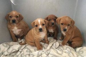 "Emperrados", el programa de protección animal de la Diputación de Albacete recogió durante 2020 más de 200 canes abandonados