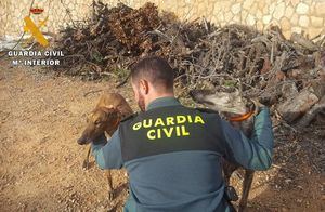 Sucesos.- La Guardia Civil detiene a nueve personas por cazar con galgos en cotos de la provincia de Albacete sin permiso