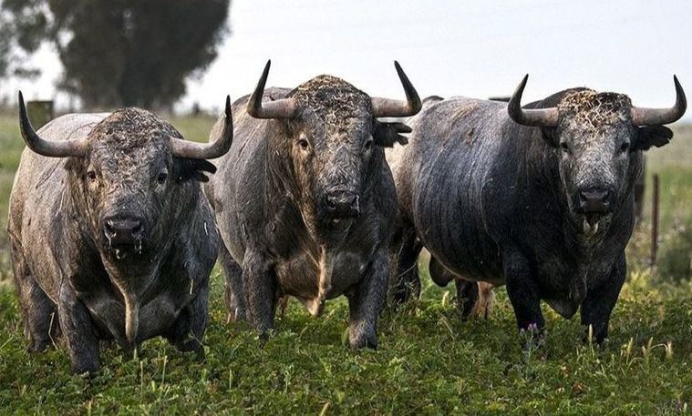 Foto: Los toros de Victorino Martín regresan a Albacete varios años después.