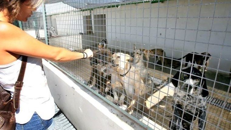 Los incumplimientos del Ayuntamiento de Albacete, ponen en cuestión el servicio de recogida y acogida de los animales perdidos y abandonados en la ciudad