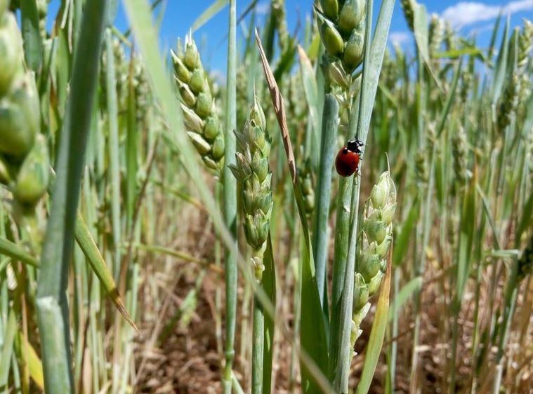 Junta y OPA trabajan para compatibilizar la recogida de cultivos herbáceos con la prevención de incendios