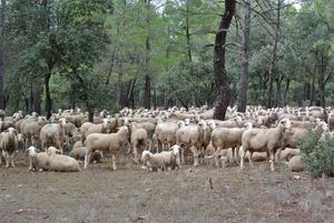Castilla-La Mancha actualiza medidas para prevenir la viruela ovina tras dos meses sin nuevos focos en la región