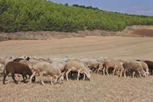 Castilla-La Mancha determina las medidas sanitarias a adoptar en explotaciones de ovino y caprino ante los focos de viruela