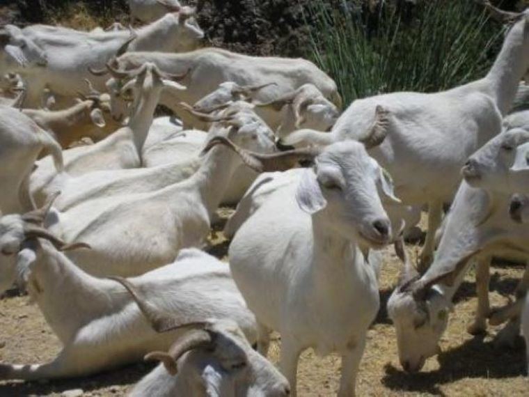 Ganaderos de Castilla-La Mancha podrán recibir hasta 1.500 euros en caprino y 2.000 en vacuno por daños sufridos por aves necrófagas