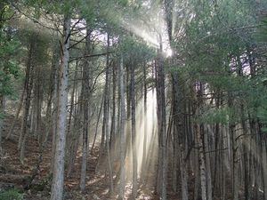 Actividades familiares y rutas por los espacios naturales de Castilla-La Mancha conmemorarán el Día de los Bosques en la región