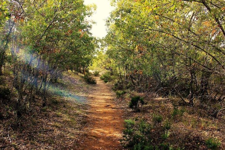 Las masas forestales de Castilla-La Mancha recibirán 50 millones en 2024 para mejorar en conservación y prevenir los incendios