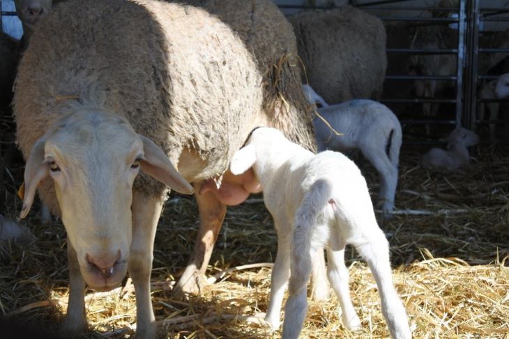 Agricultores y ganaderos de Castilla-La Mancha percibirán desde el lunes cerca de 300 millones de euros en pagos anticipados de la PAC