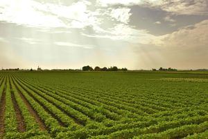 Castilla-La Mancha envía a Agricultura correcciones en ecorregímenes, cuaderno verde y aspectos burocráticos para la PAC de 2025