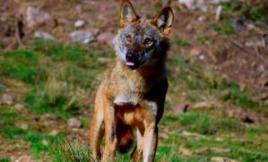 La Junta de Castilla-La Mancha convoca las ayudas para paliar los daños causados por ataques de lobo ibérico a ganado doméstico