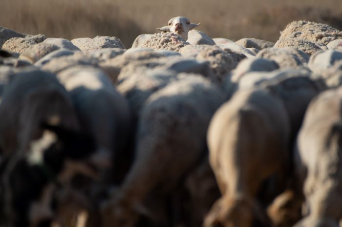 La Comisión Europea flexibiliza las restricciones de movimiento de ganado por la viruela ovina y caprina en Castilla-La Mancha