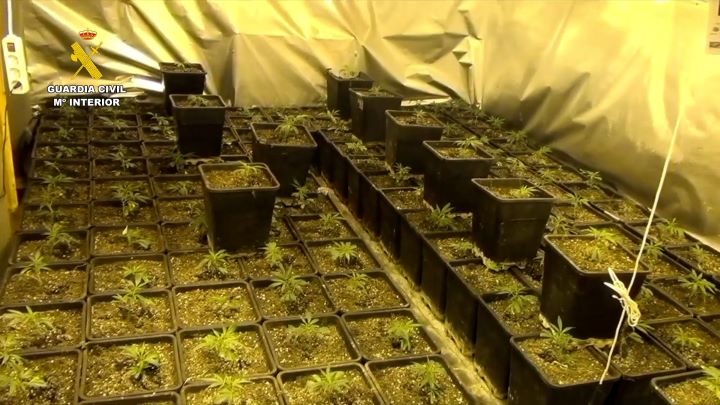 Guardia Civil interviene 1.579 plantas de marihuana en Bienservida y detiene a una persona e investiga a otra