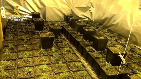 Guardia Civil interviene 1.579 plantas de marihuana en Bienservida y detiene a una persona e investiga a otra