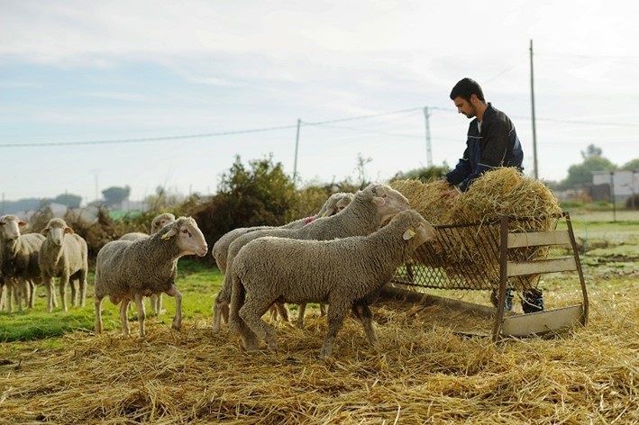 Productores de ganado ecológico de Castilla-La Mancha podrán dar alimento no ecológico a sus animales ante la 'catastrófica' sequía
