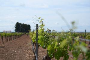 Agricultura autoriza plantar 1.407 nuevas hectáreas de viñedo en 2023 y Castilla-La Mancha es la región con mayor superficie con 689