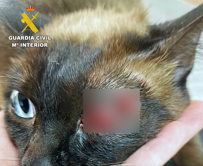 Detenido un vecino de Almansa (Albacete) que disparó a un gato con un arma de aire comprimido causándole lesiones graves