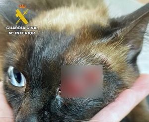 Detenido un vecino de Almansa (Albacete) que disparó a un gato con un arma de aire comprimido causándole lesiones graves