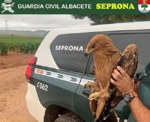 Recuperan en Albacete un águila imperial y un águila perdicera con heridas que les impedían volar
