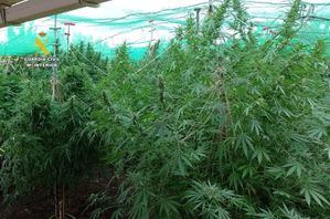 Dos detenidos y desmantelado un cultivo de cannabis en Tarazona de la Mancha (Albacete) con 169 plantas