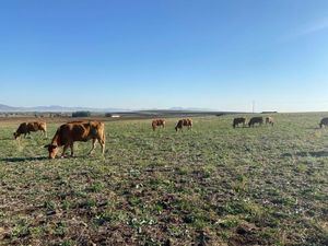Hasta 123 explotaciones ganaderas de Castilla-La Mancha recibirán 1.182.411 euros de ayudas del Gobierno por sequía y guerra de Ucrania