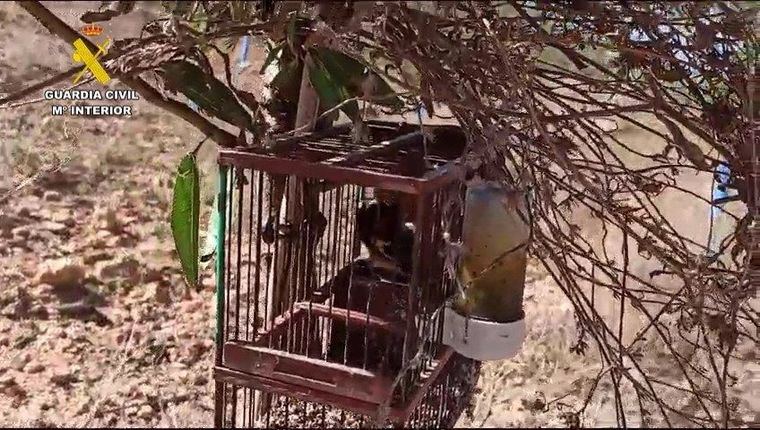 Investigan a un vecino de Hellín por capturar pájaros silvestres con red japonesa, una práctica prohibida